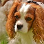 קינג צ'ארלס